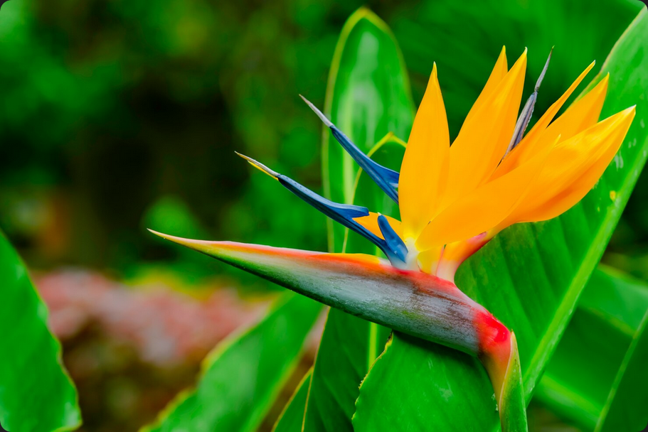 Screenshot 2026-01-15 at 10-43-30 Strelitzia Reginae. Belle fleur d'oiseau de paradis feuilles vertes au flou. Fleur tropicale sur Tenerife Canaries Espagne. Photo Gratuite association femmes Guadeloupe